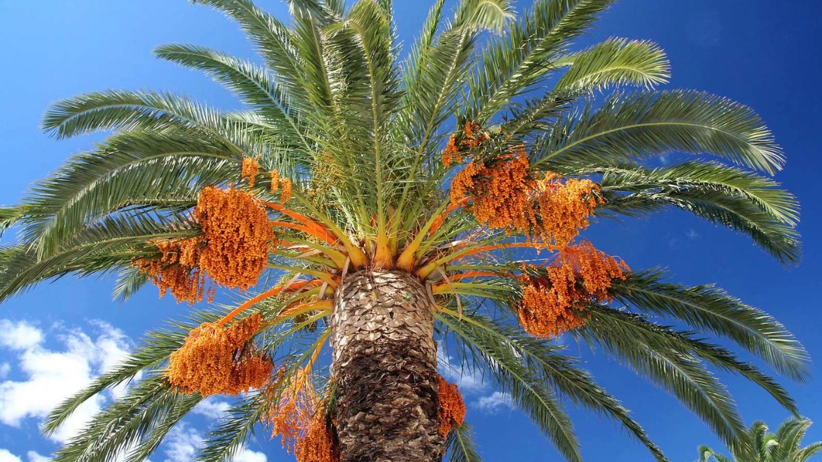 date tree