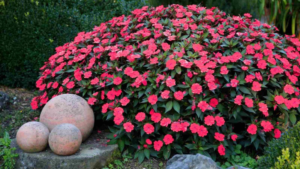 impatiens flower