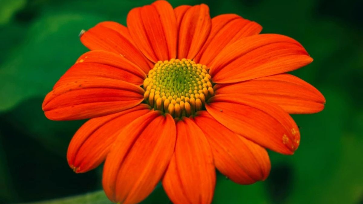 mexican flowers